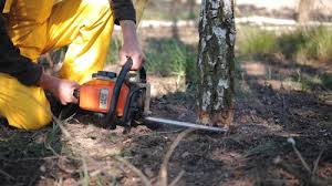 Best Tree Maintenance Programs  in East Berlin, PA